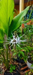 Stunning white Cat's Whiskers flower, Orthosiphon aristatus, blooming with delicate long stamens in a lush green garden setting