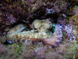 Majestic octopus from the Mediterranean Sea