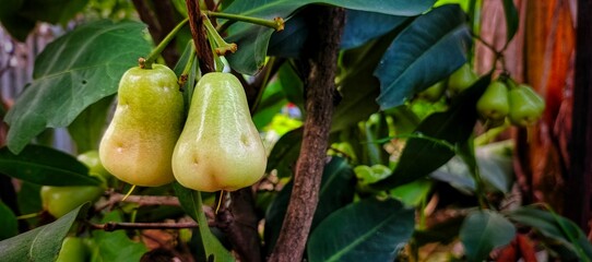 Freshly Grown Light Pink Rose Apples Hanging from a Branch with Green Leaves