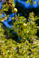 Green apples growing on a tree branch with fresh leaves in natural summer sunlight