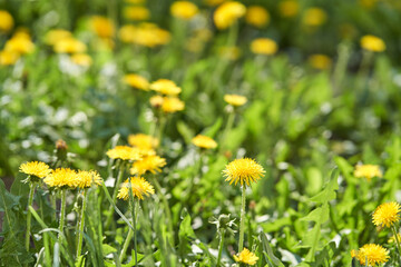 Fototapeta premium Bright yellow dandelions in lush green field bathed in sunlight.
