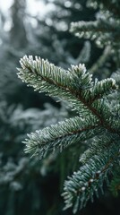 Frost-Kissed Spruce - Close-Up of Icy Needles in Winter Forest.