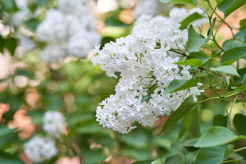 Blooming white lilac flowers in a lush green garden setting with soft sunlight.