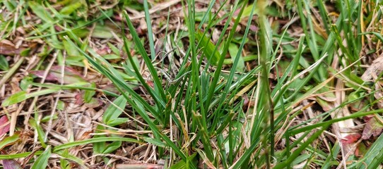 A close-up view of vibrant natural greenery, showcasing the intricate organic texture of fresh grass blades within an outdoor environment, perfect for backgrounds and illustrating ecological themes