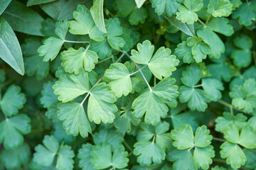 Fresh green clover leaves close up in natural garden setting with textured foliage detail.
