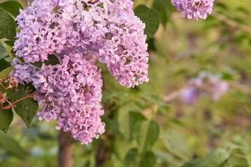 Close up of vibrant pink lilac blossoms in full bloom in a lush green garden setting.