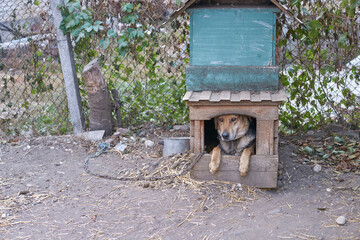Brown dog relaxing in wooden doghouse with open door in outdoor enclosure.