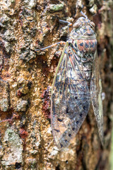 A detailed macro photograph shows a tiny brown cicada with complex wings perched on a green leaf.