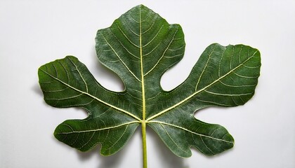 a rich dark green fig leaf with a large wide shape and deeply lobed edges the broad leaves are deeply textured with visible veins and their surface is soft and velvety on white background