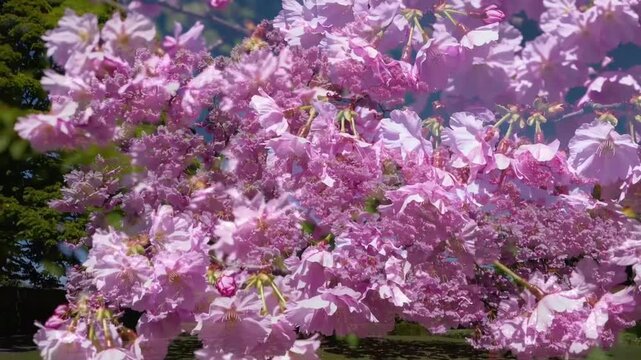 Rosy-Hued Sakura Tree in Bloom Rosy-Hued Sakura Tree in Bloom