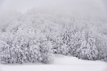 Snow-Covered Forest after Storm – Lago Santo, Parma, Italy