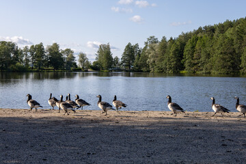 Natural surroundings of Lahti Finland with lush greenery forests and open landscapes in summer season