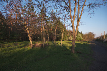 Obraz premium Sunny Spring Morning in a Forest Glade