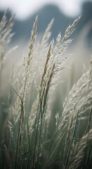 Fototapeta premium Close-up of dew-covered grass, showing delicate seed heads and slender blades, conveying serenity and natural beauty, ideal for nature or calm themes