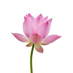 Pink lotus flower isolated on transparent background for graphic design, web design, and presentations use cases.