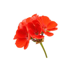 Red geranium flower isolated on transparent background for graphic design, web design, and decoration use cases.