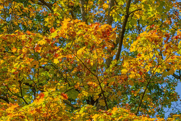Golden autumn maple leaves on tree branches in sunlight.