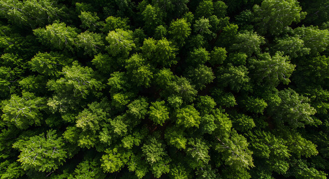 Aerial view of green forest canopy with dense tree tops