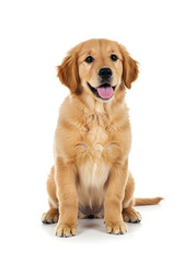 Obraz premium Golden retriever puppy sitting isolated on white background