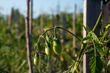 Bright green tomatoes hang from sturdy vines in a field, surrounded by wooden stakes and lush...
