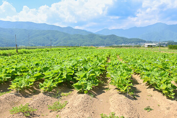 ごぼう畑　山形村