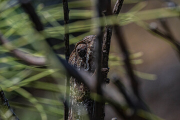 Common chamaleon in Tarifa, Spain