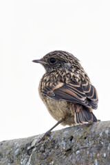 Juvenile European Stonechat (Saxicola rubicola), common in coastal scrub and heathland across Europe
