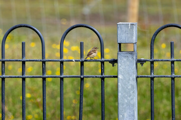 Juvenile European Stonechat (Saxicola rubicola), common in coastal scrub and heathland across Europe
