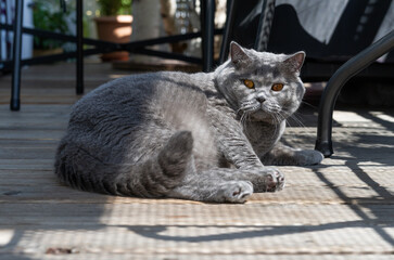 Britisch Kurzhaar Kater liegt auf dem Balkon
