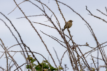 Juvenile European Stonechat (Saxicola rubicola), common in coastal scrub and heathland across Europe