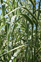 Phragmites australis variegatus en été au jardin