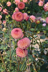 Dahlia pompon rose au jardin en été