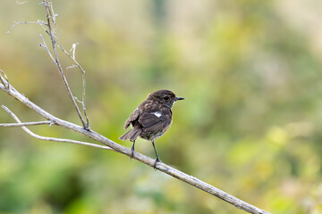 Juvenile European Stonechat (Saxicola rubicola), common in coastal scrub and heathland across Europe