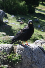 black headed vulture