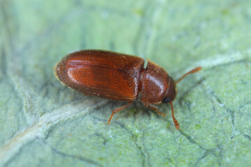 Hairy Fungus Beetle (Typhaea stercorea). Cosmopolitan species of beetle of the family Mycetophagidae.