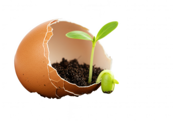 A fragile brown eggshell filled with dark soil nurturing a vibrant green seedling isolated on transparent background