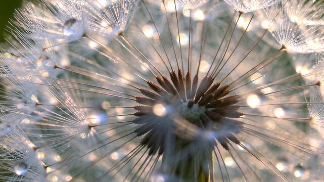 common weed with fluffy seed head and moisture droplets - abstract close-up 31