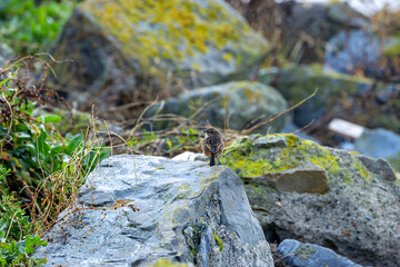 Juvenile European Stonechat (Saxicola rubicola), common in coastal scrub and heathland across Europe
