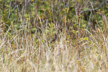 Juvenile European Stonechat (Saxicola rubicola), common in coastal scrub and heathland across Europe