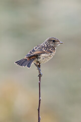 Juvenile European Stonechat (Saxicola rubicola), common in coastal scrub and heathland across Europe