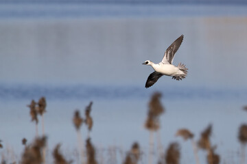 Smews

