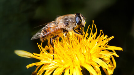 bee on flower