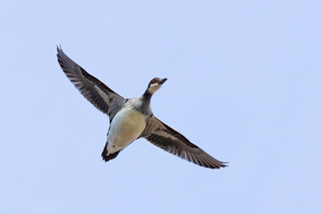 Smews

