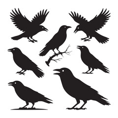 Obraz premium Six black crow silhouettes in various poses on white background raven bird
