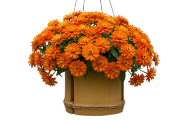 Vibrant orange zinnias cascade from a rustic bamboo hanging planter isolated on transparent background