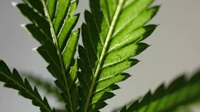Detailed macro graph of healthy green leaf from the cannabis plant highlighting its intricate veins and surface