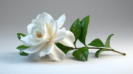 Fototapeta premium White gardenia bloom and glossy green leaves on bright, neutral surface