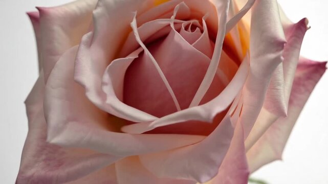 fresh and beautiful beige-pink rose flower isolated on pure white background for collage detail work