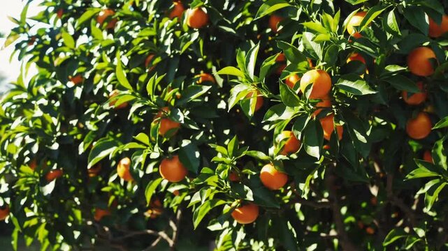 Small tree bearing tangerine fruits