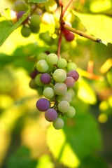 Close-up of grapers on a vine in sunlight.ZBLIZENIE KOLOROWYCH WINOGRON  NA WINOROSLI W PROMIENIACH SŁONCA